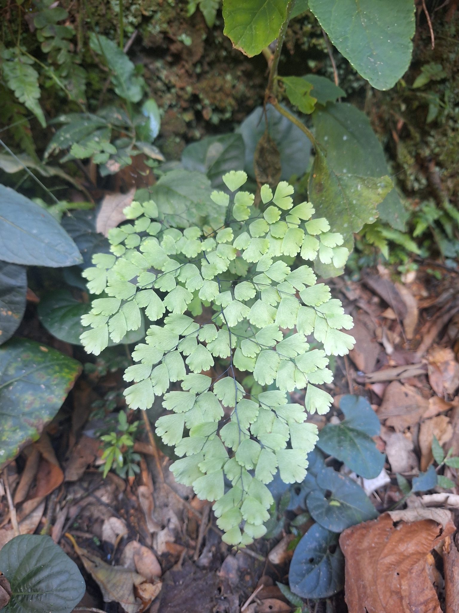 Adiantum capillus-veneris