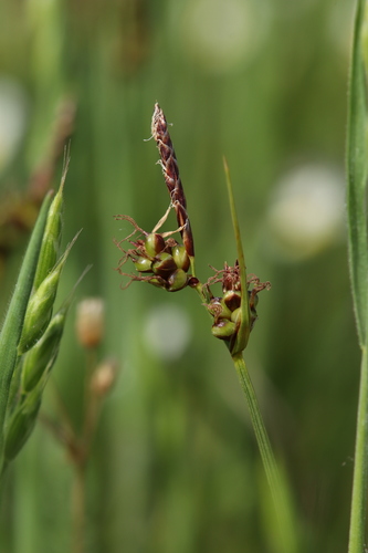 Carex supina Willd. ex Wahlenb.