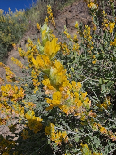 Image of Anthyllis cytisoides by (c) Jacek Pietruszewski, some rights reserved (CC BY)