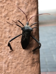Acanthocephala declivis