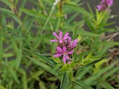 Lythrum salicaria