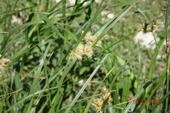 Carex phaeocephala