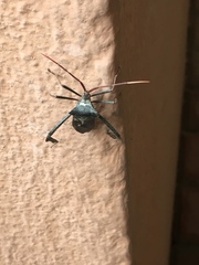 Acanthocephala declivis