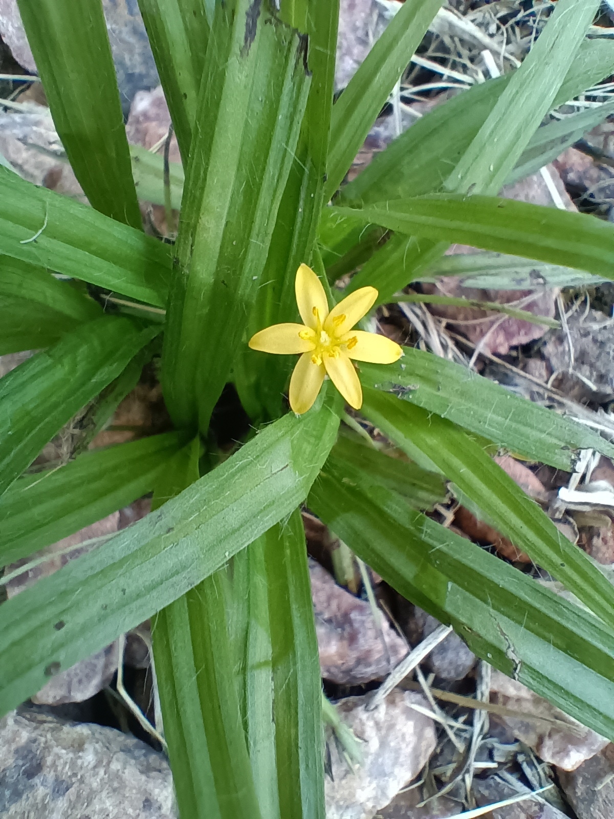 Hypoxis decumbens
