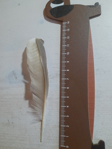 Plume de Foulque macroule