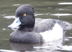 Aythya fuligula