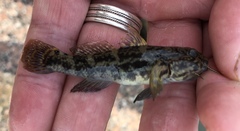 Bathygobius soporator