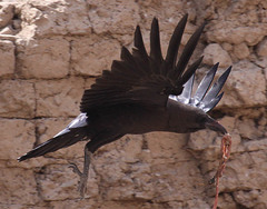 Corvus ruficollis