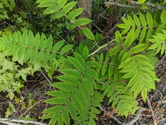 Rhus glabra