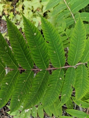 Rhus glabra