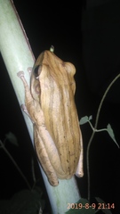 Polypedates leucomystax