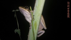 Polypedates leucomystax