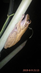 Polypedates leucomystax