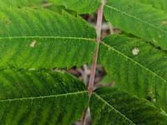 Rhus glabra