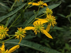 Verbesina alternifolia