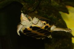 Indian Tent Turtle photo 4