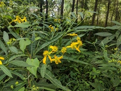 Verbesina alternifolia