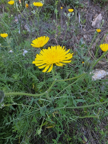 Slender sowthistle