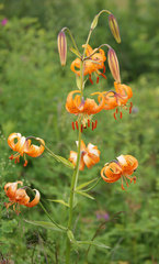 Lilium debile