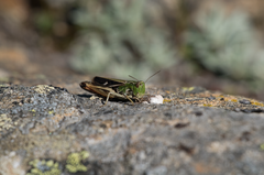 Stenobothrus rubicundulus