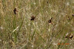 Juncus mertensianus