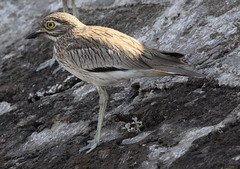 Burhinus senegalensis