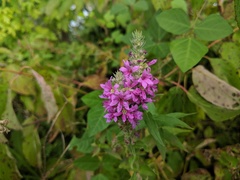Lythrum salicaria