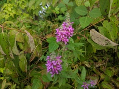 Lythrum salicaria