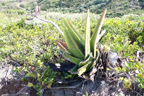 Image of Gasteria acinacifolia by (c) Karen Eichholz, some rights reserved (CC BY)