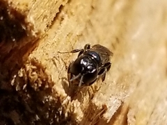 Crossocerus