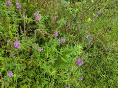 Lythrum salicaria