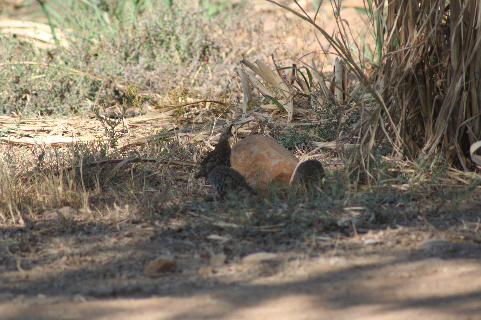 Banded Quail (Philortyx fasciatus), photo 4