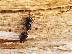 Crossocerus