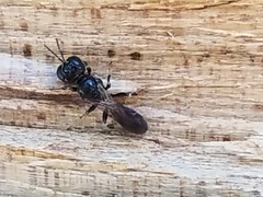 Crossocerus