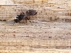 Crossocerus