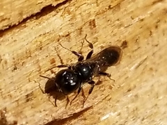 Crossocerus