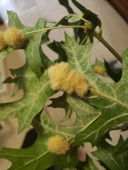 Callirhytis infuscata