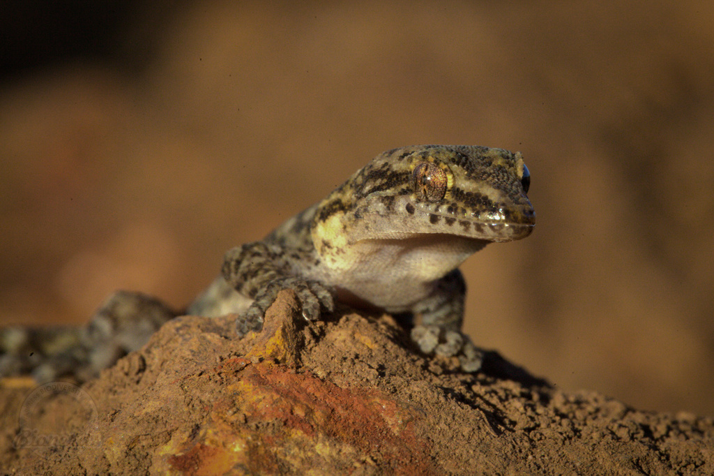 African Leaf-toed Geckos