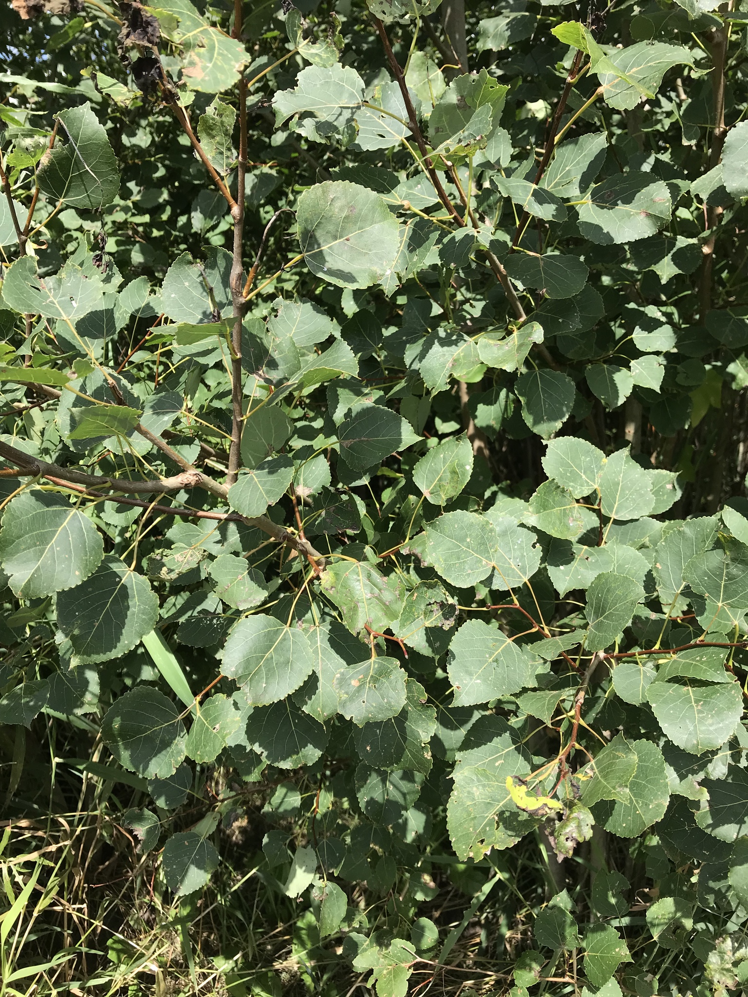Populus X smithii