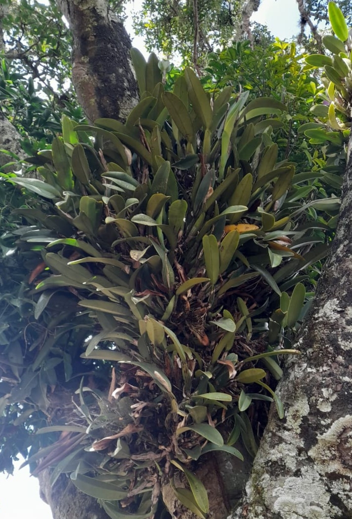 Imagem de Orquídea Nacional