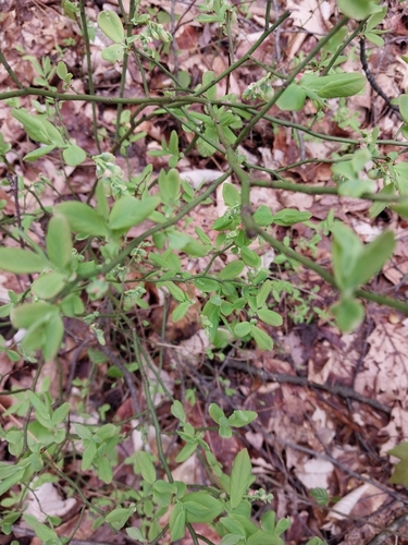 Image of Vaccinium pallidum by (c) Mike Slater, some rights reserved (CC BY)