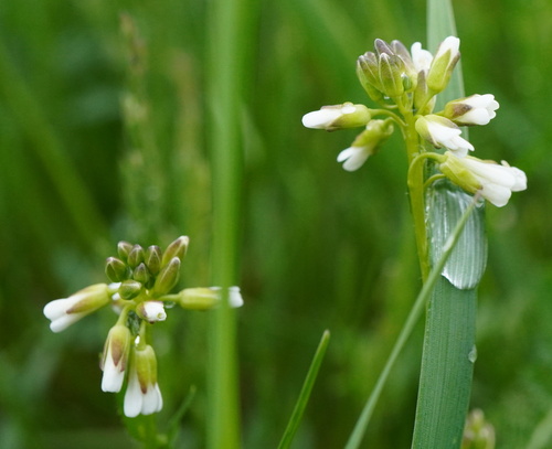 Image of Arabis hirsuta by (c) Patrick Hacker, some rights reserved (CC BY)