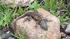 Sceloporus mucronatus
