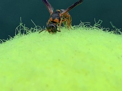 Parancistrocerus histrio