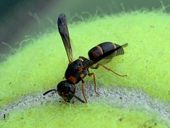 Parancistrocerus histrio