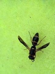 Parancistrocerus histrio