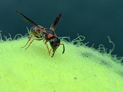 Parancistrocerus histrio