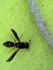 Parancistrocerus histrio