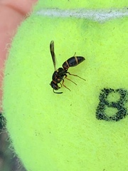 Parancistrocerus histrio