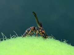 Parancistrocerus histrio